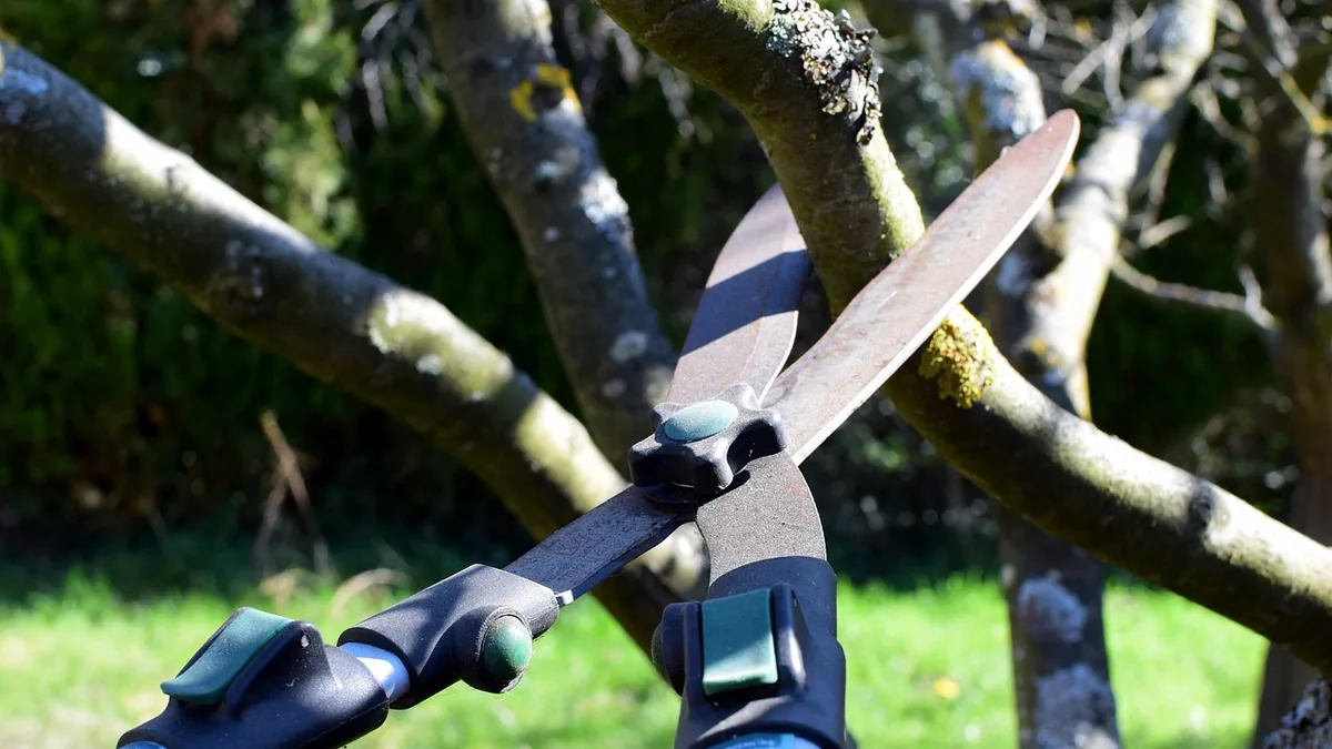 Secateurs pruning a branch in a garden